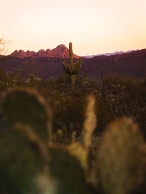 Saguaro National Park Hiking Trails - This Rare Earth