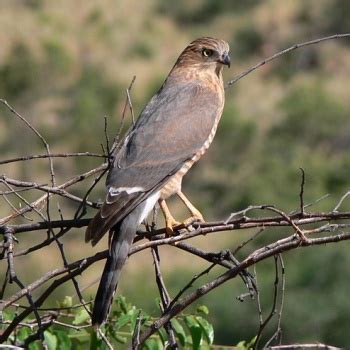 Gabar Goshawk - BirdForum Opus | BirdForum