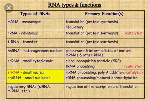 2. structure and function of different types of rna