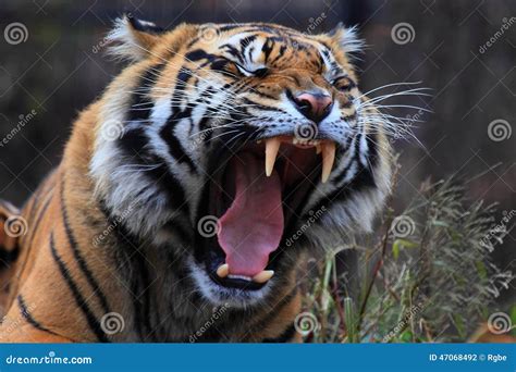 Tiger roar stock photo. Image of mouth, hunting, open - 47068492