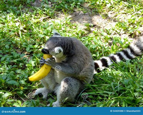 A Lemur eating a banana stock photo. Image of grass, eyes - 54459388