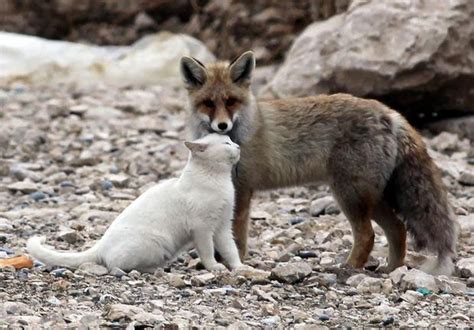 White Wolf : A cat and a fox form an unlikely friendship (Photos - Video)