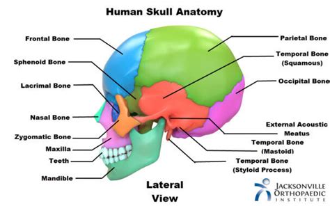 Ethmoid Bone Labeled Nasal Septum