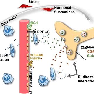 Neurogenic inflammation and its role in migraine | Request PDF