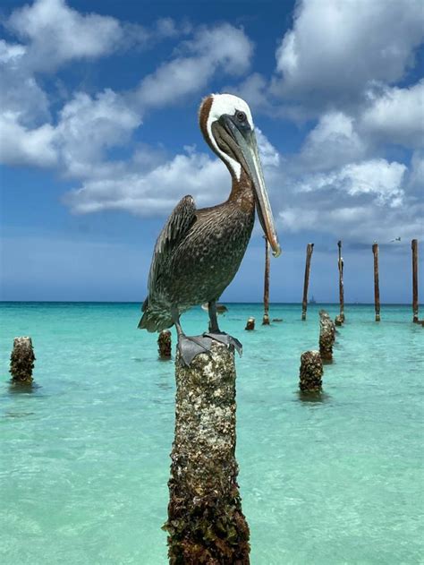 Pin by Peggy Verry on Pelicans | Coastal birds, Pelican art, Sea birds
