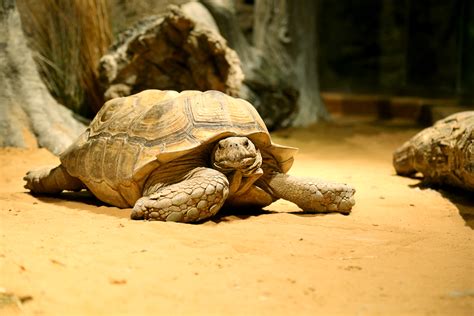 A rare breed of tortoise has a new home at The Green Planet | Kids ...