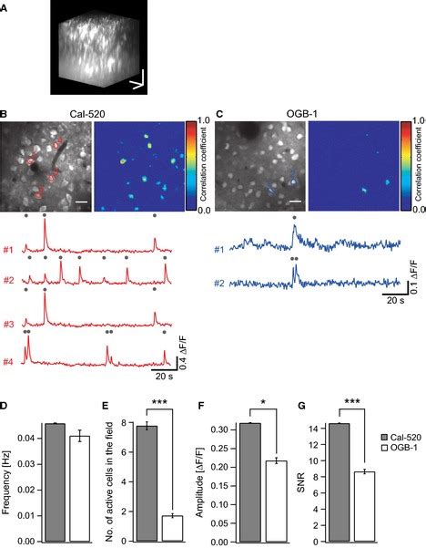 In vivo two-photon calcium imaging of layer 2/3 neurons in the barrel ...