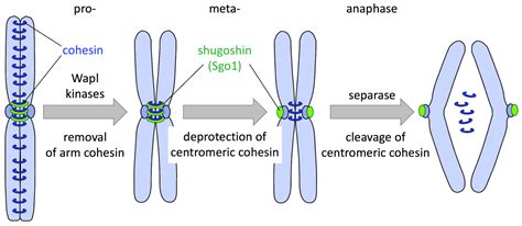 Sister chromatids - Definition and Examples - Biology Online Dictionary