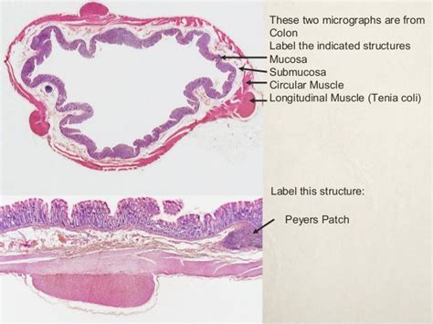 Digestive System Histology