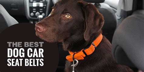 Top 5 Best Dog Car Seat Belts — Reviews, Legislation & Tips