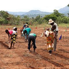 African farming trials create food for thought - Queensland Alliance for Agriculture and Food ...