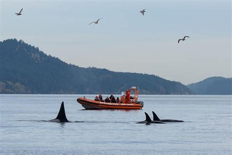 Victoria Whale Watching Tour by Zodiac (Mar 2024)