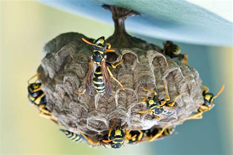 Honey bee and wasp nests: how to know the difference - Honey Bee Suite