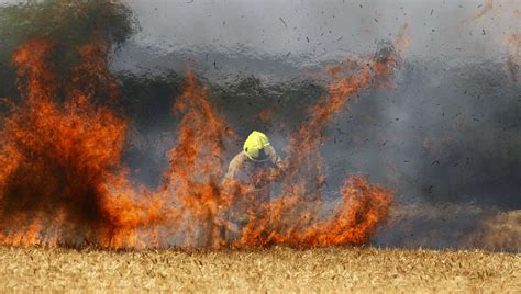 Field fire in Challock destroys six hectares of corn field