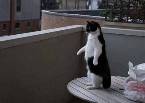 Cats Walking On Two Legs | Life With Cats