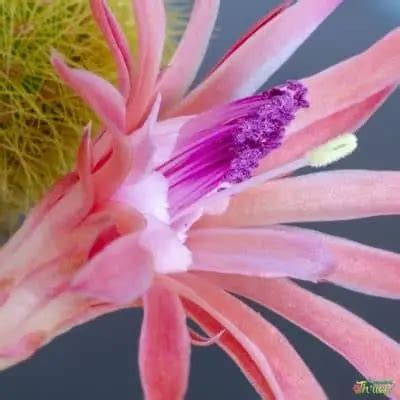 Monkey Tail Cactus Care | Every Thing To Know | Succulent Thrive