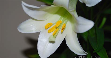 Easter Lily Care and a Few Other Pretty Arrangements ~ A TIPical Day