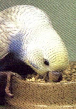 Budgie Diet - Budgie Place