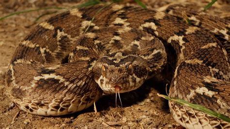 Most Venomous Animal In The World, From Snakes And Jellyfish To Mammals ...