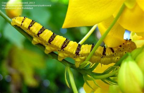 Food for the Sulphur Butterfly Caterpillars | Yellow candles, Wood candles, Caterpillar