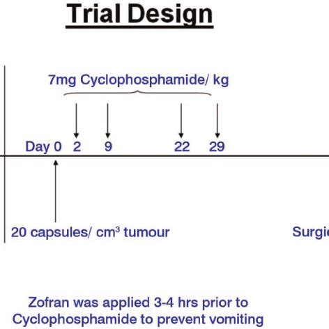 Dosage of cyclophosphamide in the control group. | Download Table