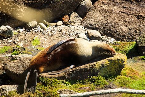 New Zealand – West Coast, South Island - WildlifeMoments.de