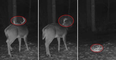 Trail Camera Captures Rare Footage of Deer Shaking Off Its Antlers ...