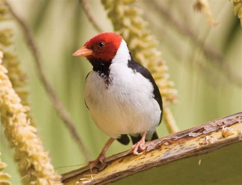 Cardinal | Bird, Description, & Facts | Britannica