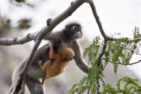 Monkey with baby on a tree 2009543 Stock Photo at Vecteezy