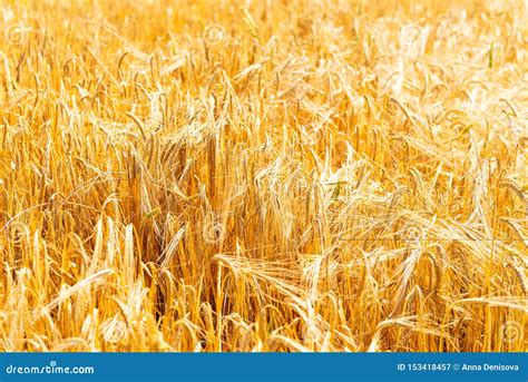 Autumn Landscape of Golden Wheat Field Stock Image - Image of season, countryside: 153418457