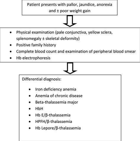 FIGURE 1 Diagnostic algorithm of beta-thalassemia intermedia and its differential diagnosis ...