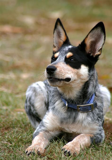 Blue Heeler Names - 200 Brilliant Ideas For Australian Cattle Dog Puppies