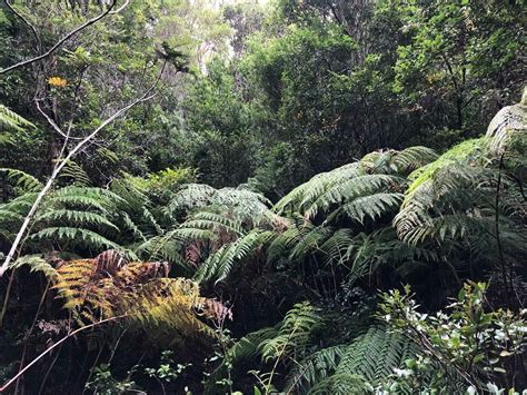 The Valdivian jungle, the rainforest of the end of the world