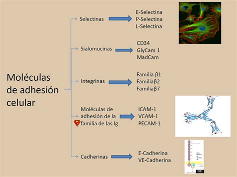 Temas selectos de Inmunología. Moléculas de adhesión celular