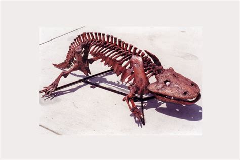 Eryops megacephalus Fossil Skeleton - SkeletonsAndSkulls