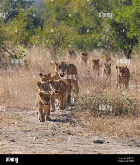 Lion Pride with many cubs following the lioness Stock Photo - Alamy