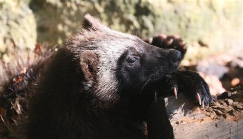 Wolverines - Habitat, Life Span, Diet & Reproduction Guide