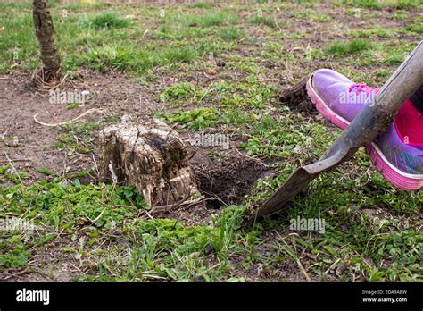 Plant tree dig hole hi-res stock photography and images - Alamy