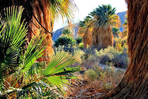 Coachella Valley Preserve: A Desert Oasis - RVing with Rex