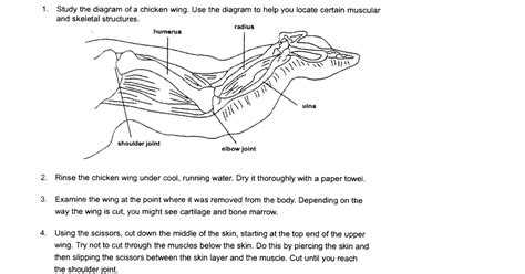 38 Chicken Wing Muscles Diagram - Diagram Resource