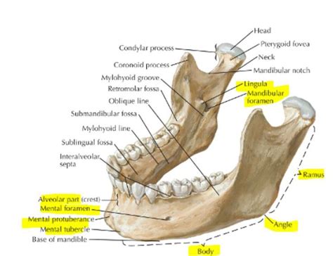 manidubular foramen - Google Search | Anatomy