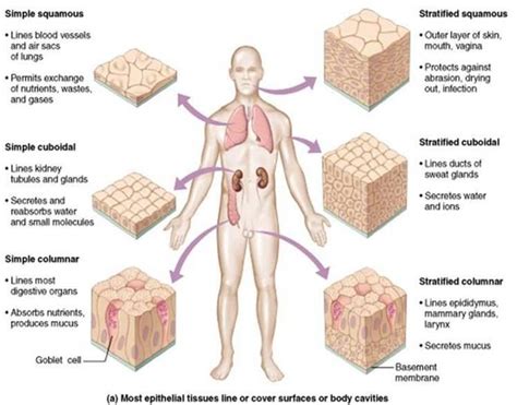 tissue - Is there a surface or body cavity that does not have epithelium? - Biology Stack Exchange