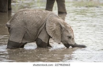 Best Elephant_drinking_water Royalty-Free Images, Stock Photos & Pictures | Shutterstock