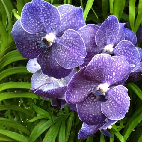 Lovely rare purple orchids | Lavender | Pinterest | Orchid, Flowers and Beautiful flowers