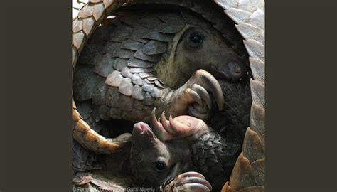 PCGN to hold conference to mark 2024 World Pangolin Day in Ibadan ...