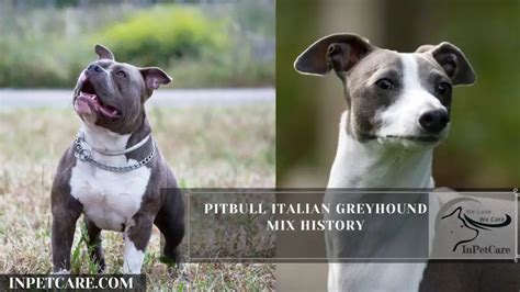 Pitbull Italian Greyhound Mix: A Greybull Guide (+Pictures)