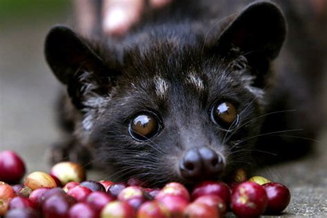 What Is Weasel Coffee? - Helena Coffee Vietnam