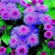 60 seeds Beautiful Ageratum Conyzoides Seeds Bonsai