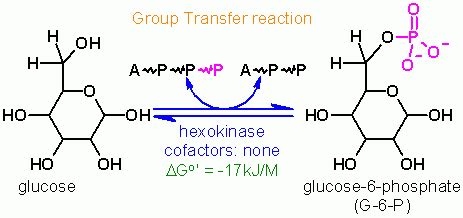 Hexokinase