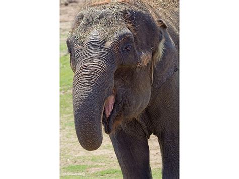 Former Seattle zoo elephant found dead